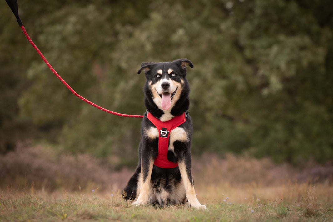 JV EXPEDITION Tuigje Rood