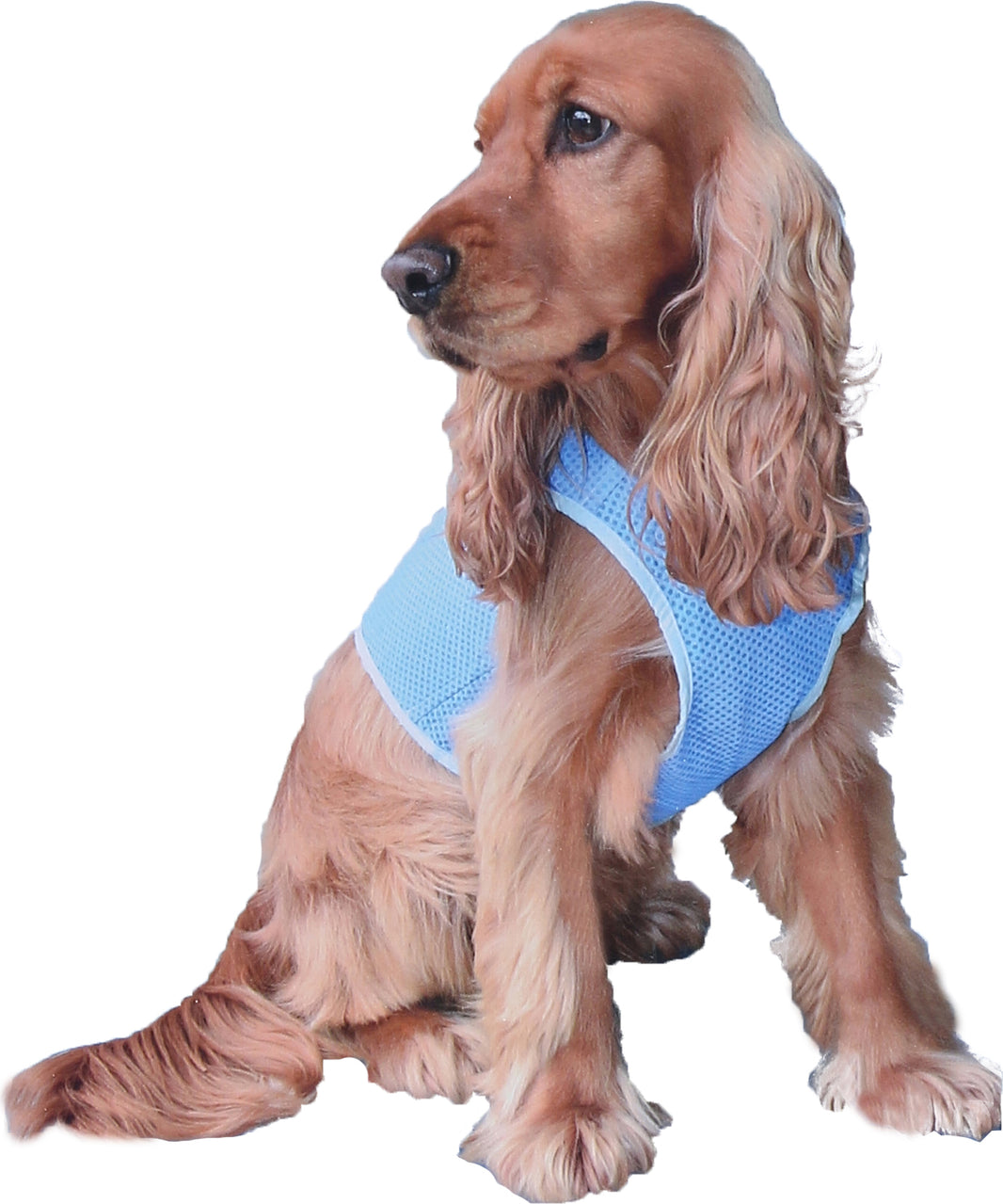 Kowloon Koelvest PVA blauw XS, Ø 32 cm
