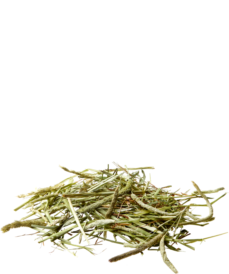 Nature Timothy Hay