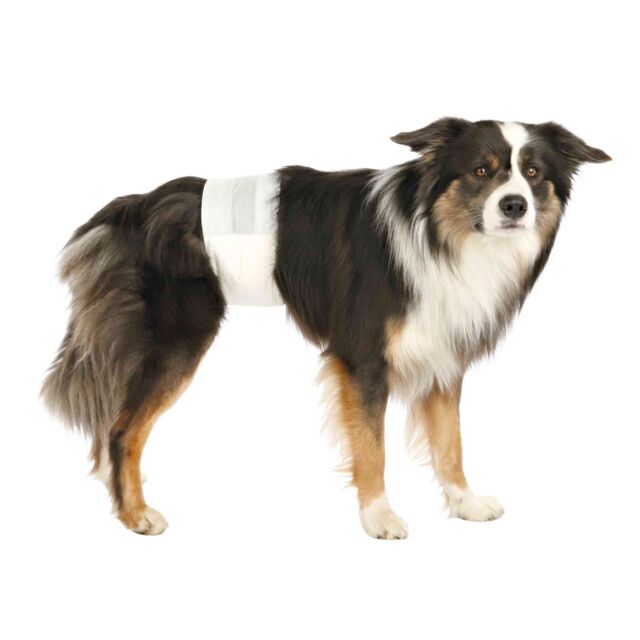 Diapers for Male Dogs