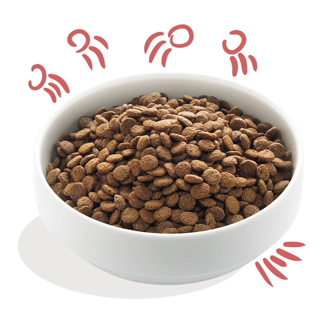 Graanvrije Brokjes met Verse Scharrelkip & Noorse Zalm Senior