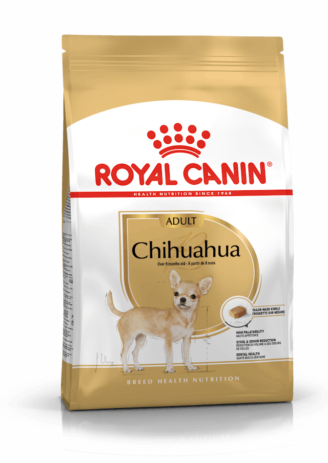 Chihuahua Adult