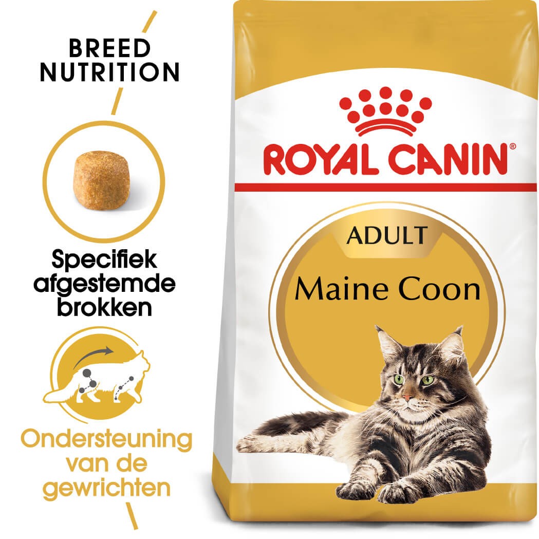 Maine Coon Adult