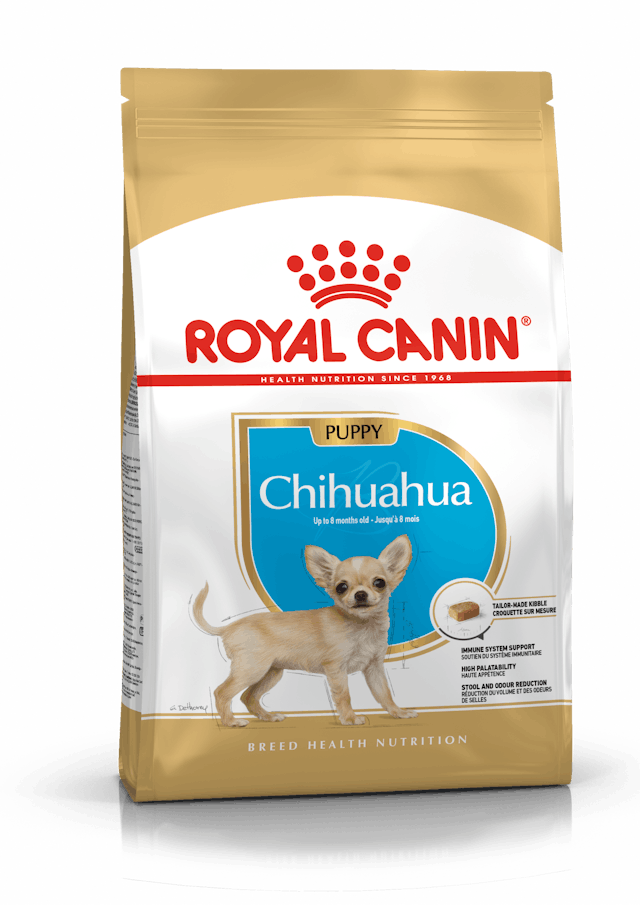 Chihuahua Puppy 1.5kg
