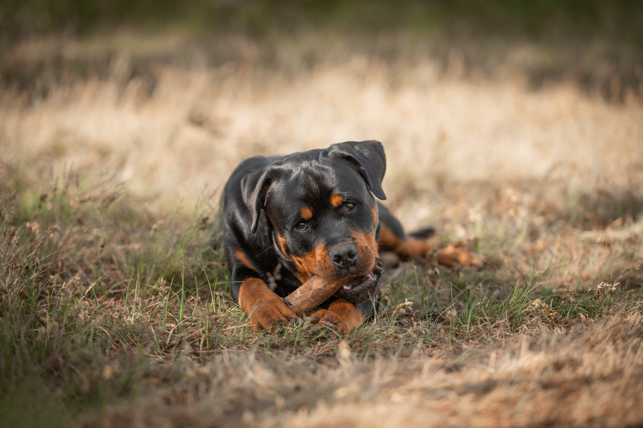 ALL NATURE Koffiehout Naturel L 150-200g