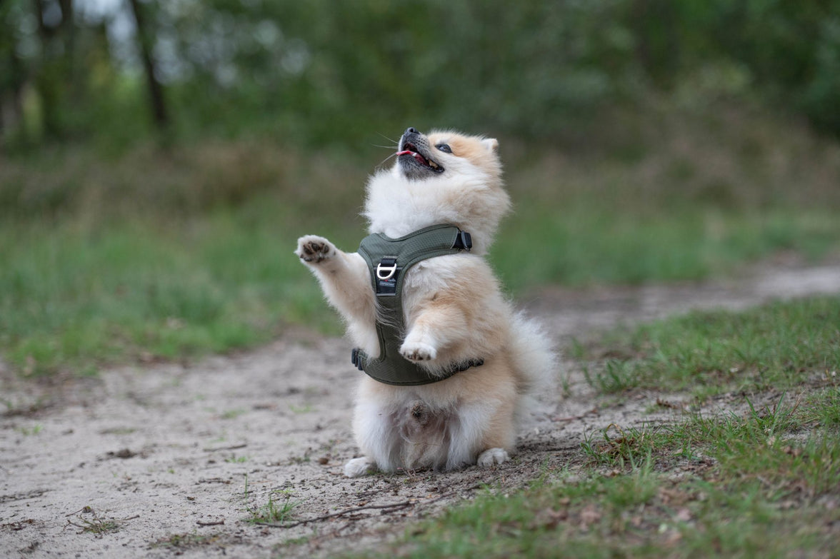 JV EXPEDITION Tuigje Olijfgroen