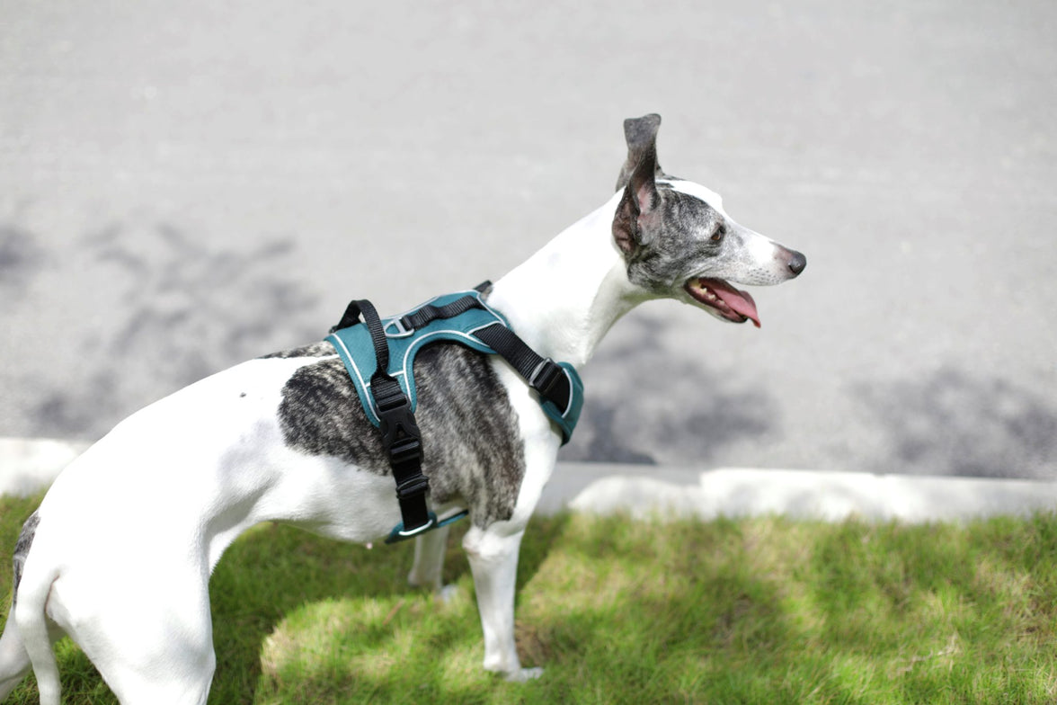 JV EXPEDITION Tuigje Blauw