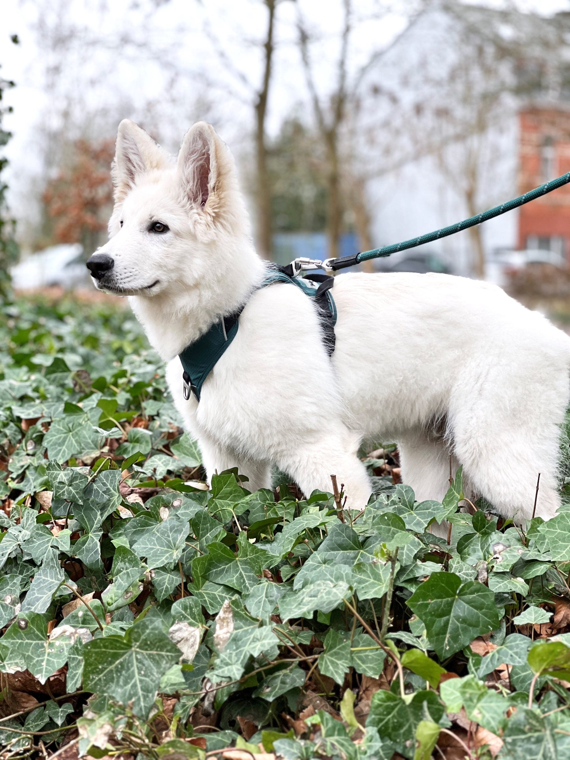 JV EXPEDITION Tuigje Blauw