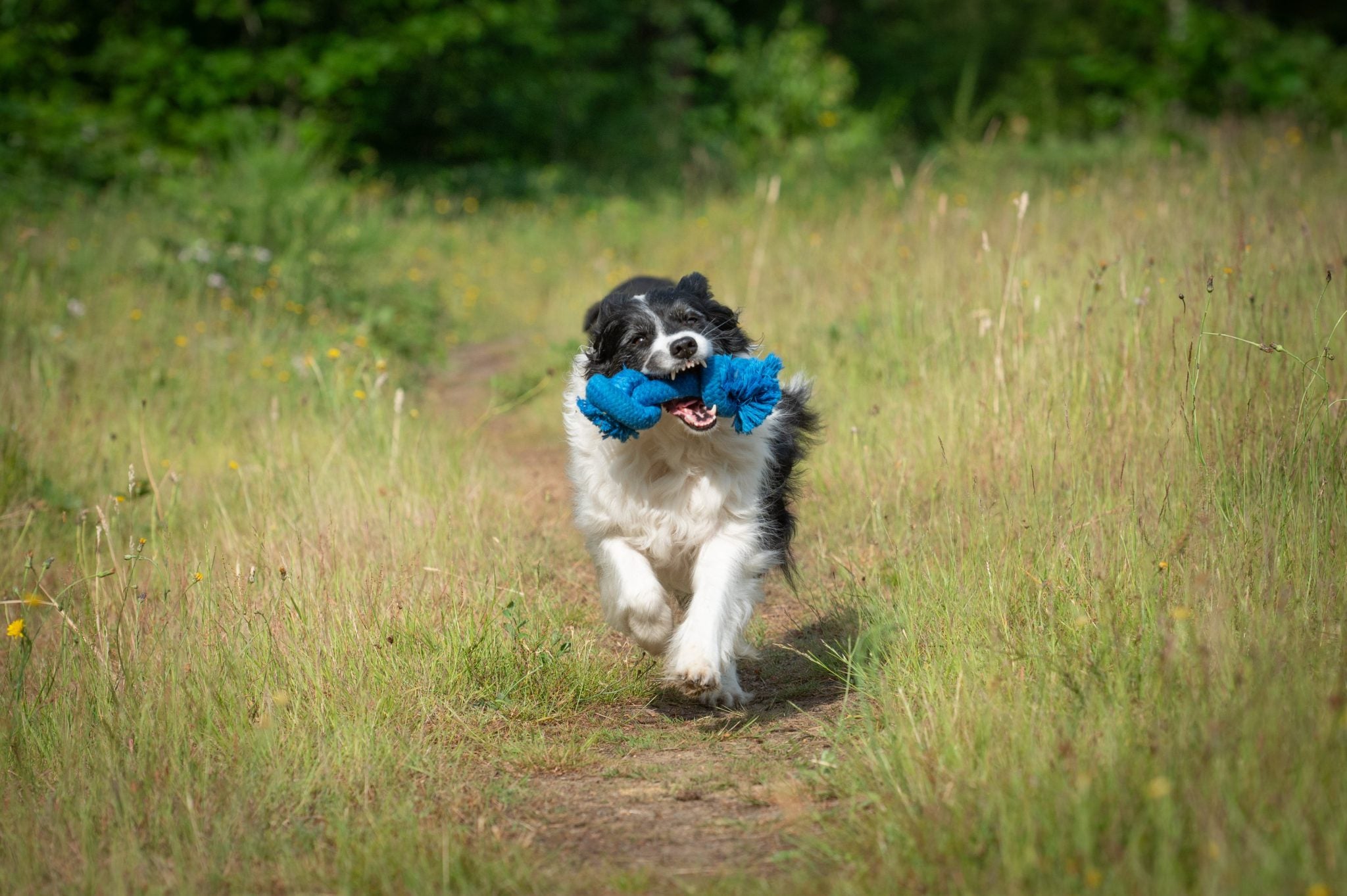 JV PLAYSCENT Touw Bacon-215g 25cm