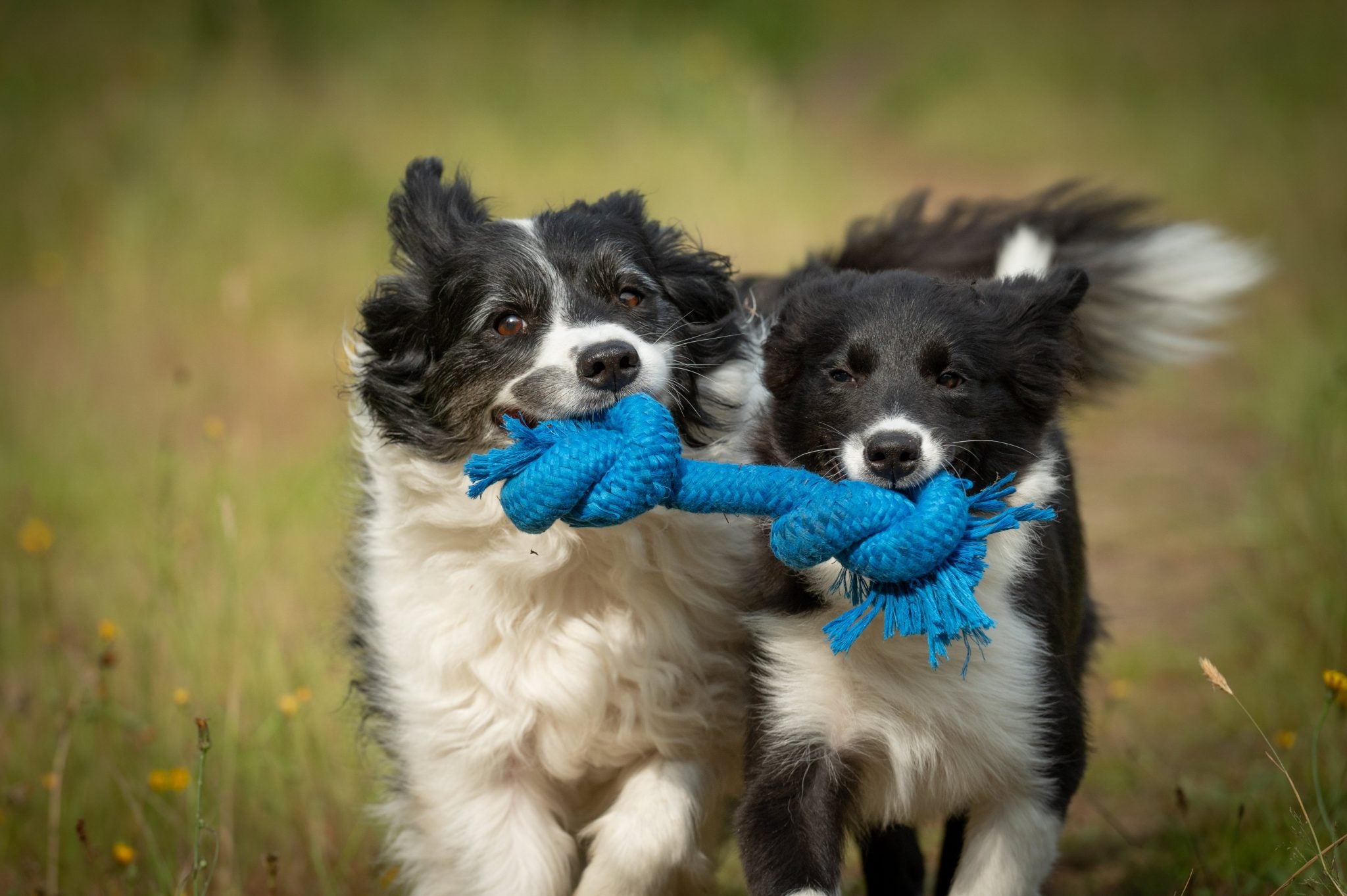 JV PLAYSCENT Touw Bacon-215g 25cm