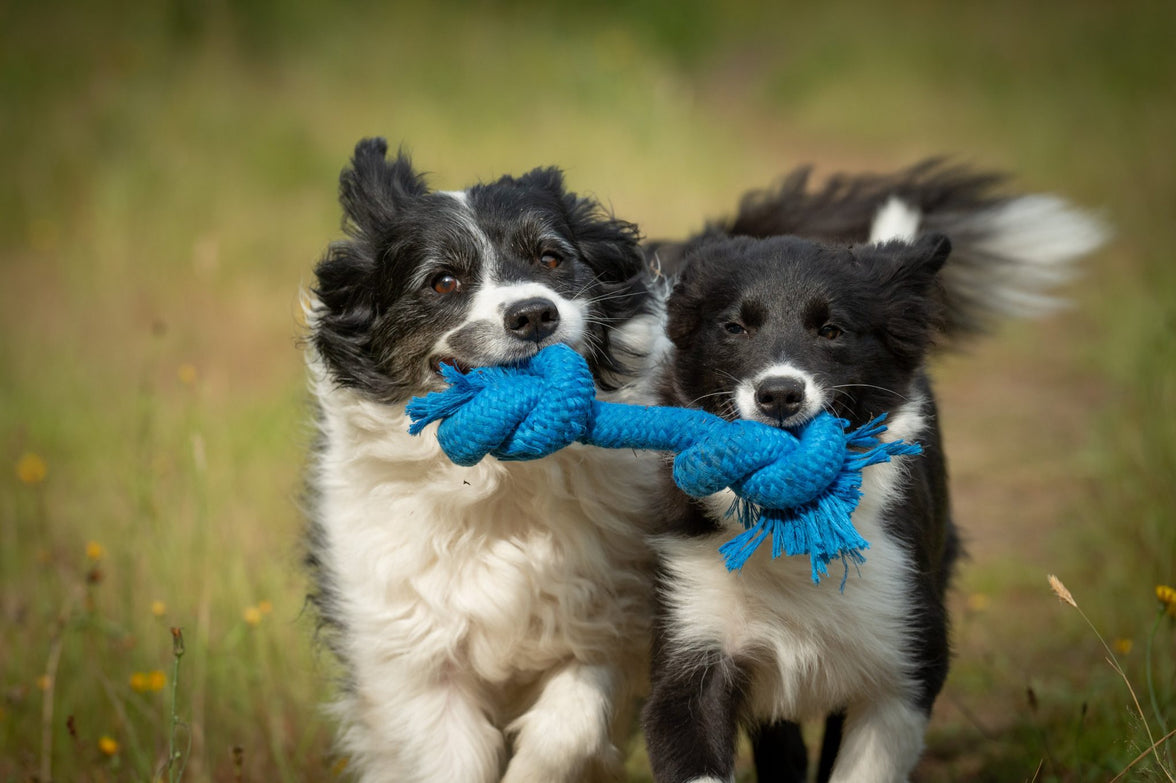 JV PLAYSCENT Touw Bacon-215g 25cm