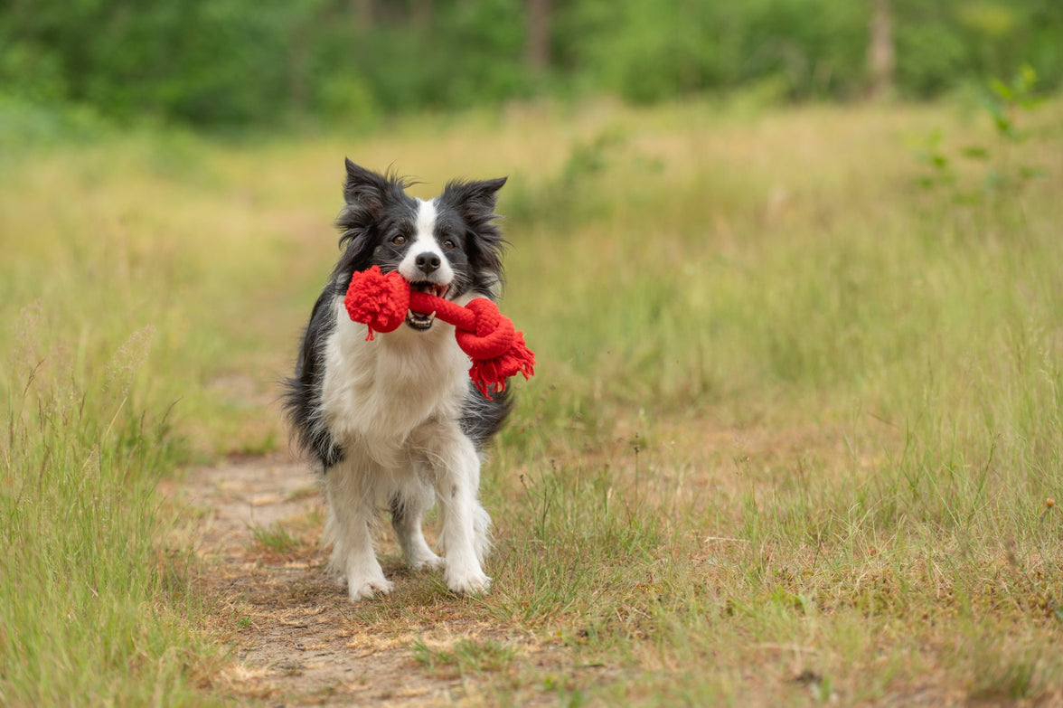 JV PLAYSCENT Touw Runds-215g 25cm