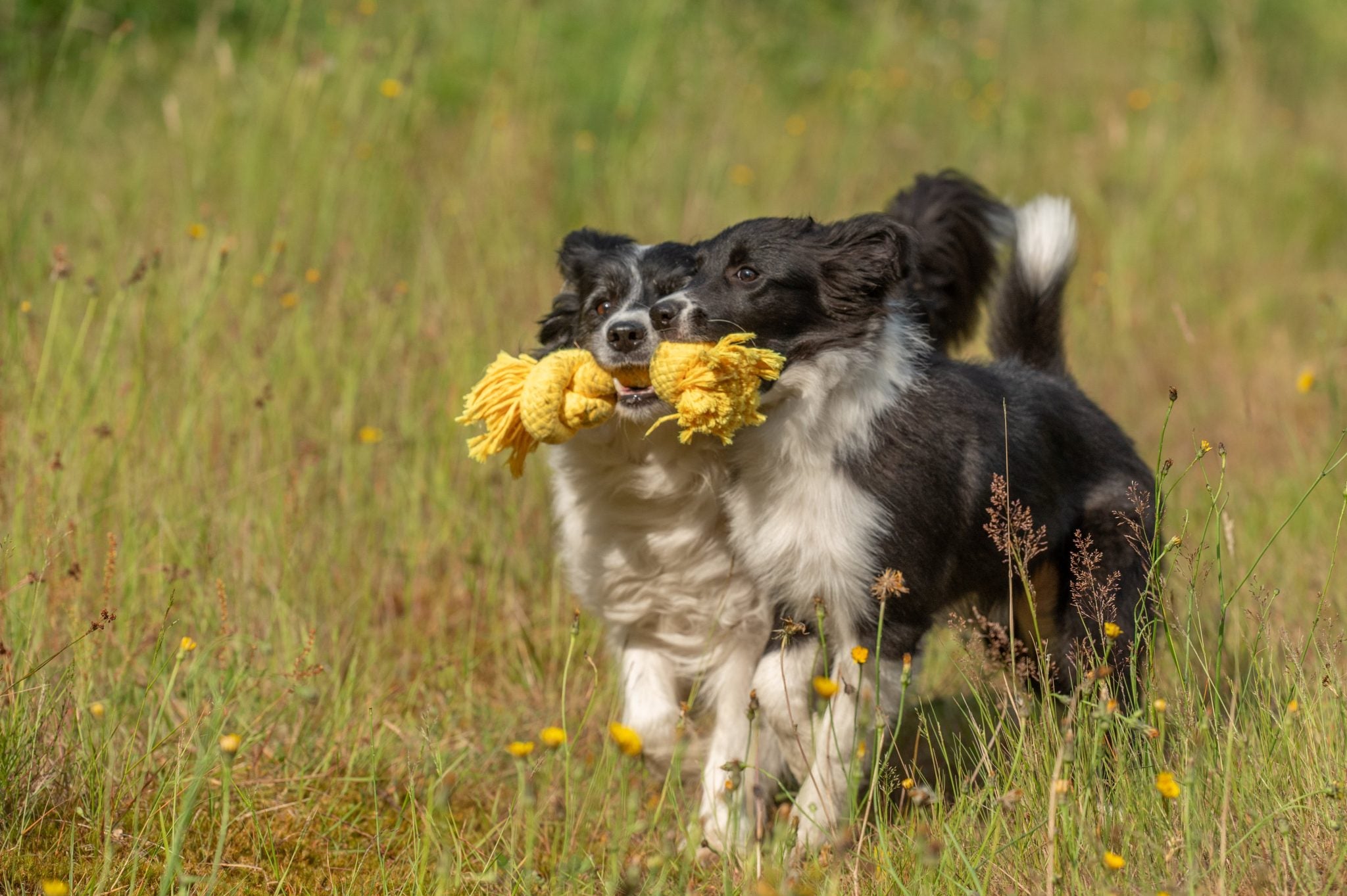 JV PLAYSCENT Touw Kip-215g 25cm