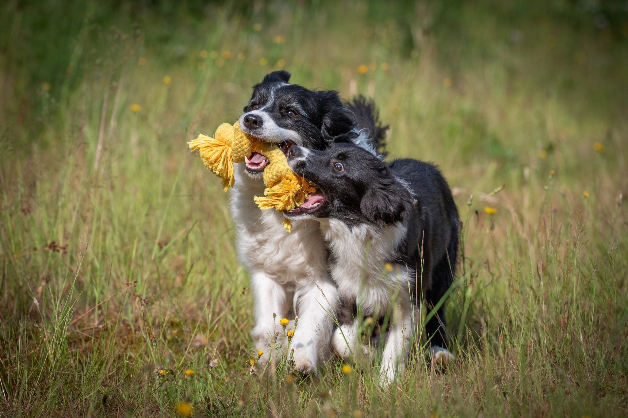 JV PLAYSCENT Touw Kip-215g 25cm