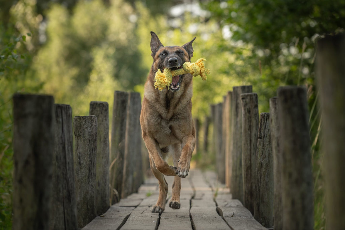 JV PLAYSCENT Touw Kip-215g 25cm