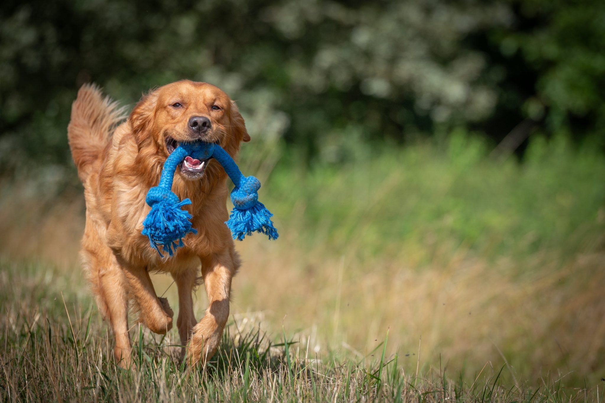 JV PLAYSCENT Touw Bacon-350g 48cm