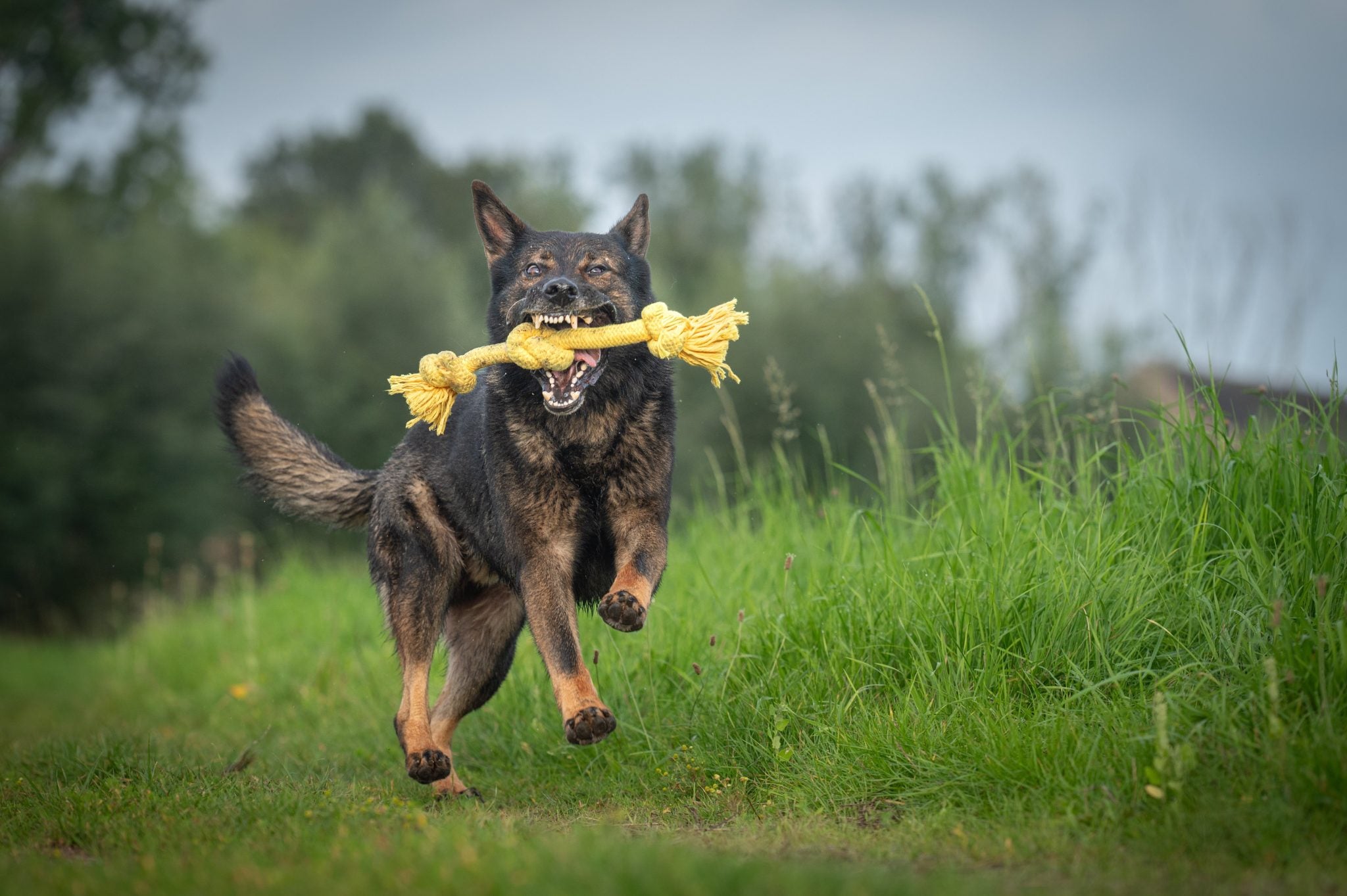 JV PLAYSCENT Touw Kip-350g 48cm