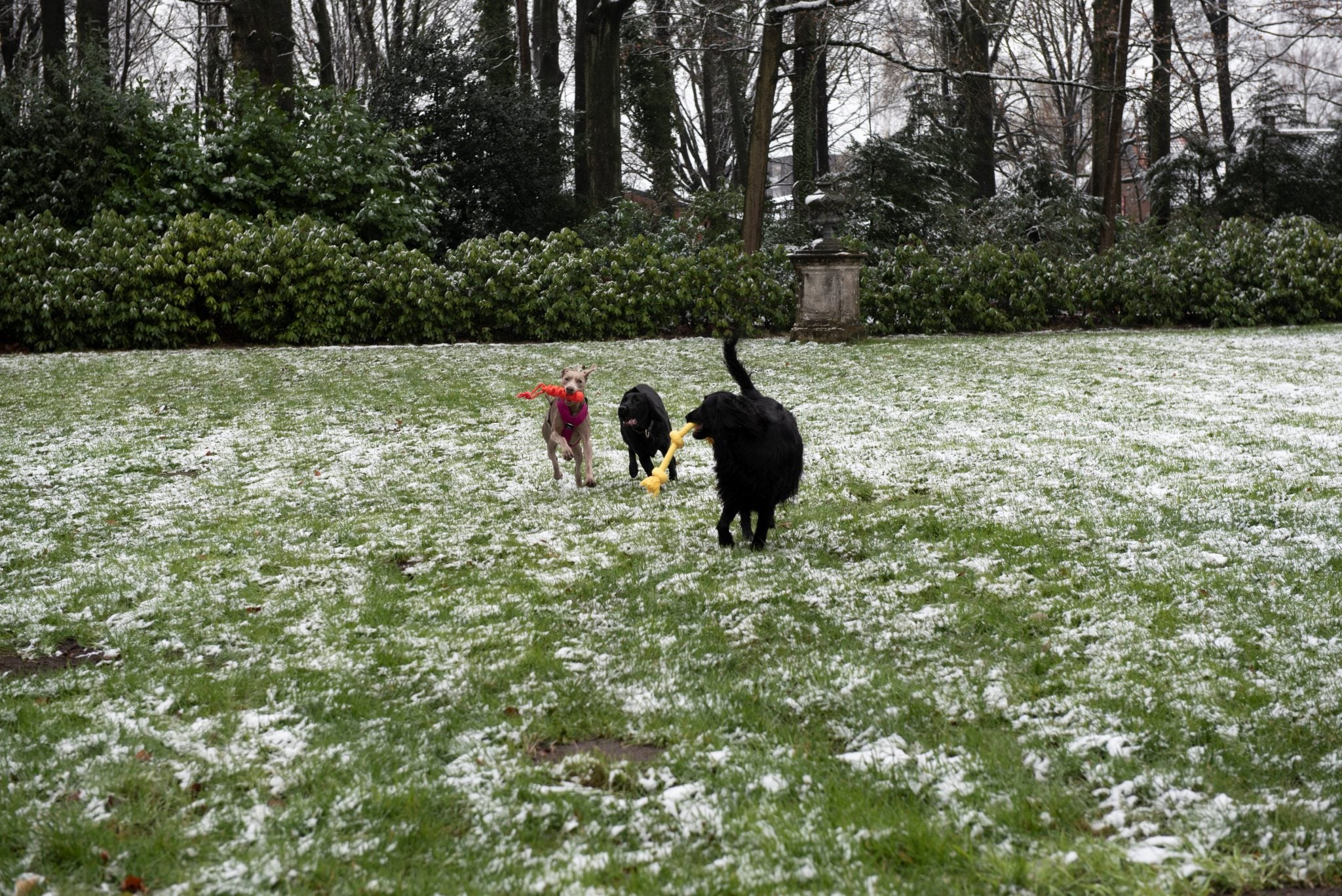 JV PLAYSCENT Touw Kip-350g 48cm