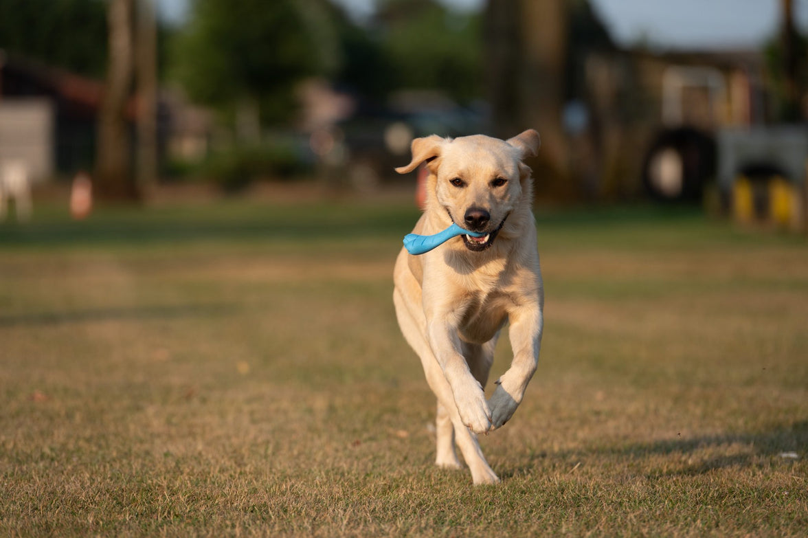 JV PLAYSCENT Been Bacon-16cm