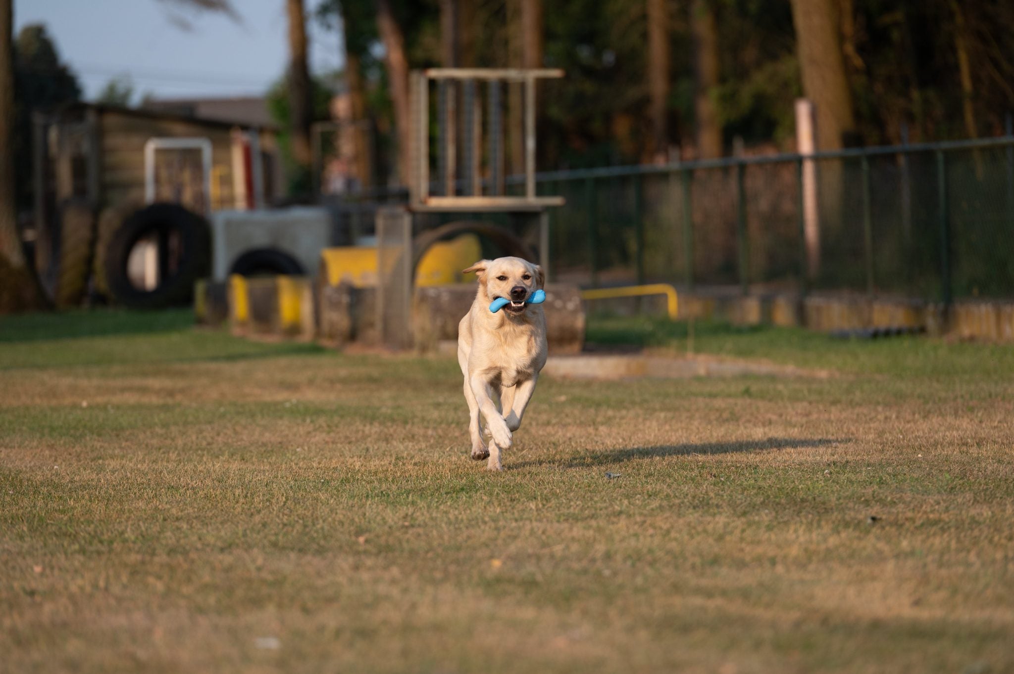 JV PLAYSCENT Been Bacon-16cm