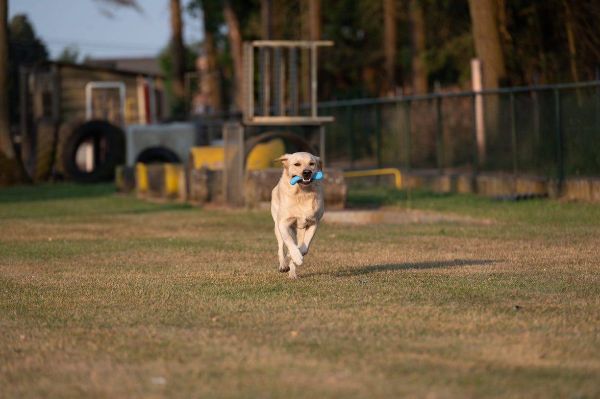 JV PLAYSCENT Been Bacon-16cm