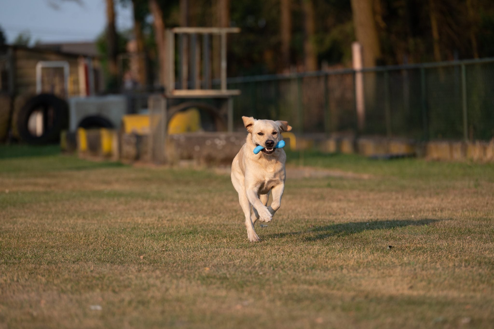 JV PLAYSCENT Been Bacon-16cm