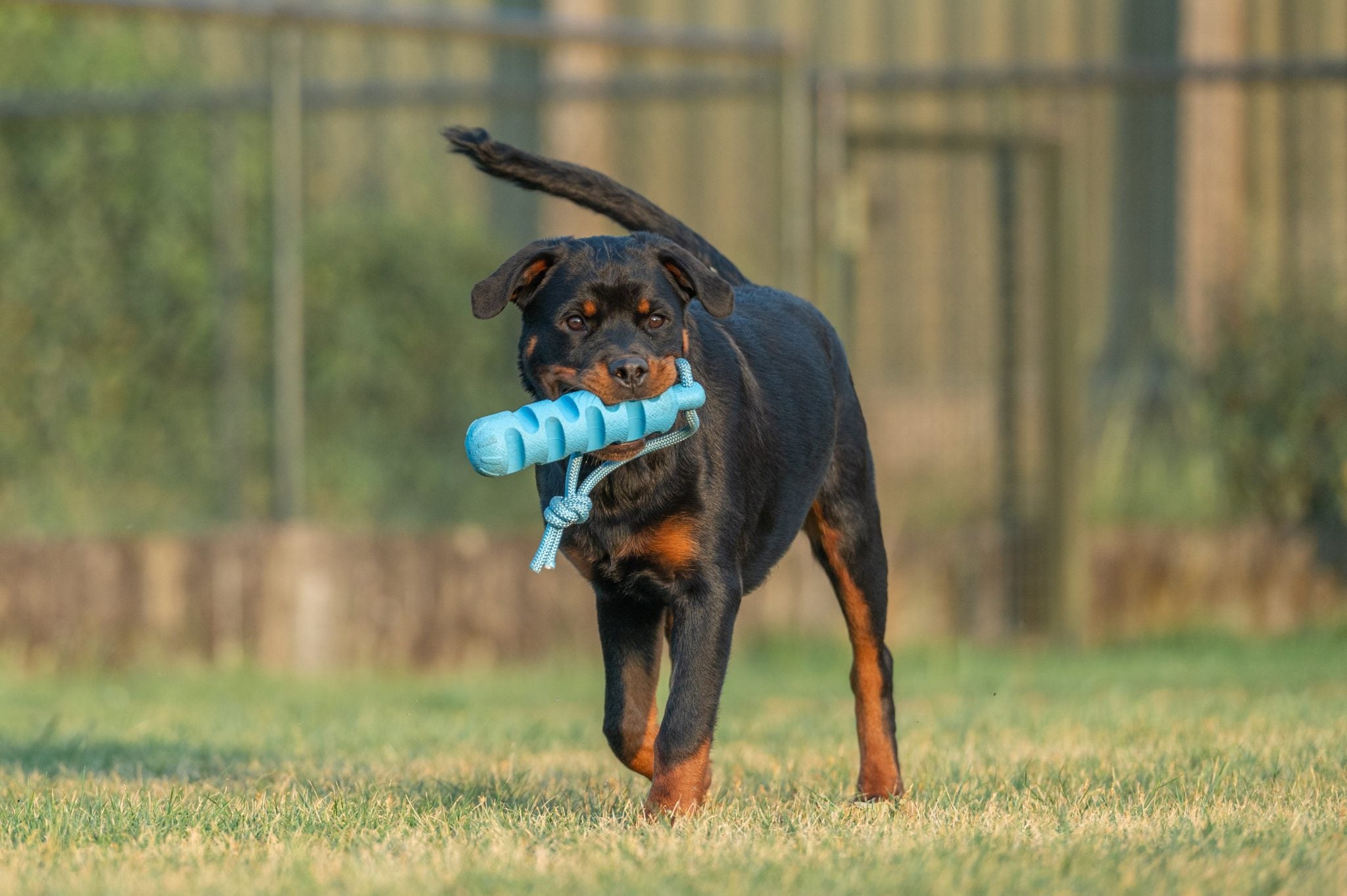 JV PLAYSCENT Dummy Bacon-24cm