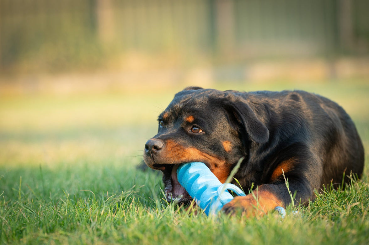 JV PLAYSCENT Dummy Bacon-24cm