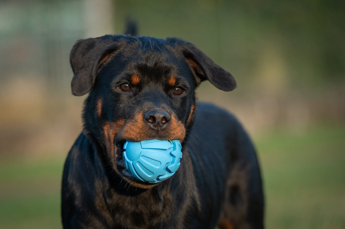 JV PLAYSCENT Bal Bacon-Ø8cm