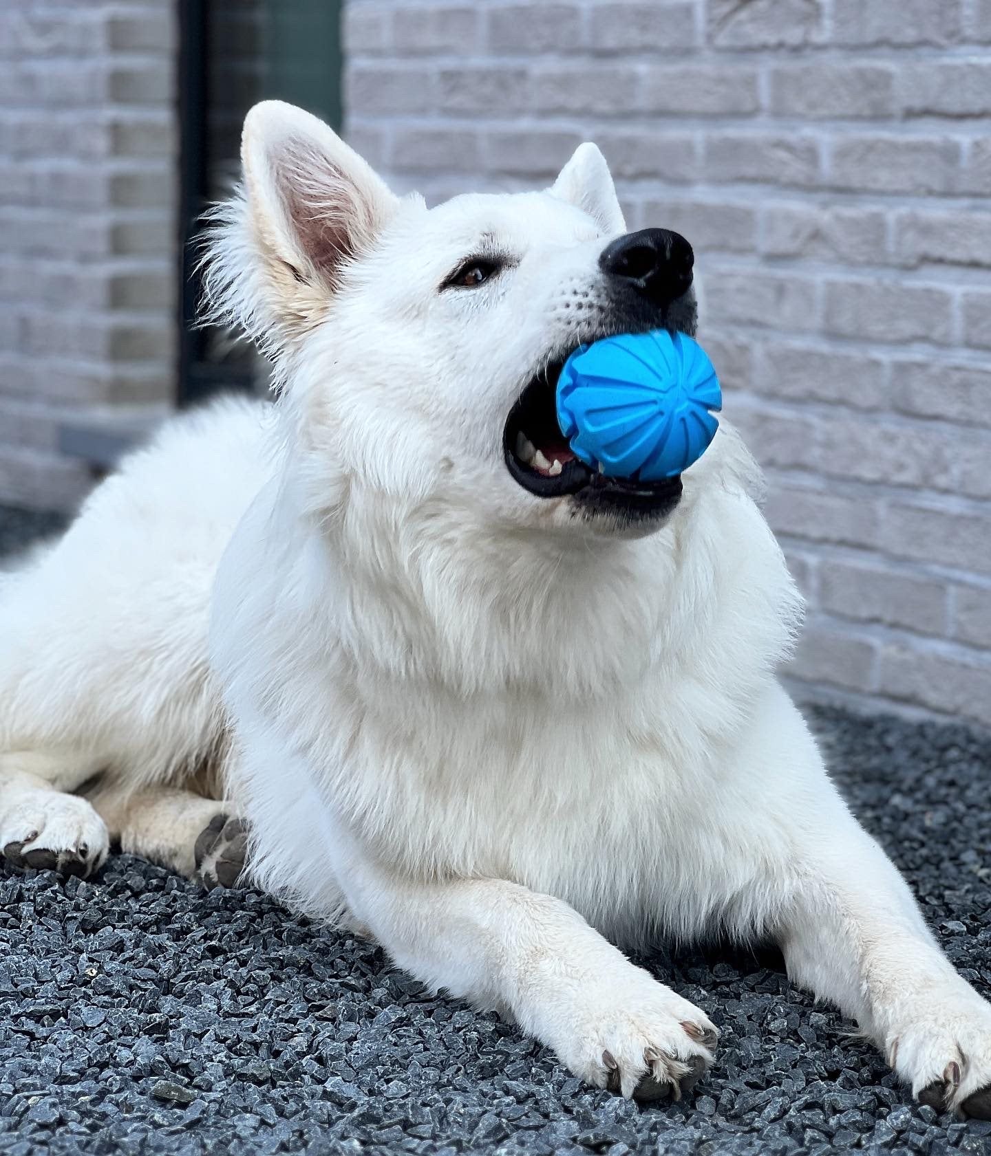 JV PLAYSCENT Bal Bacon-Ø8cm