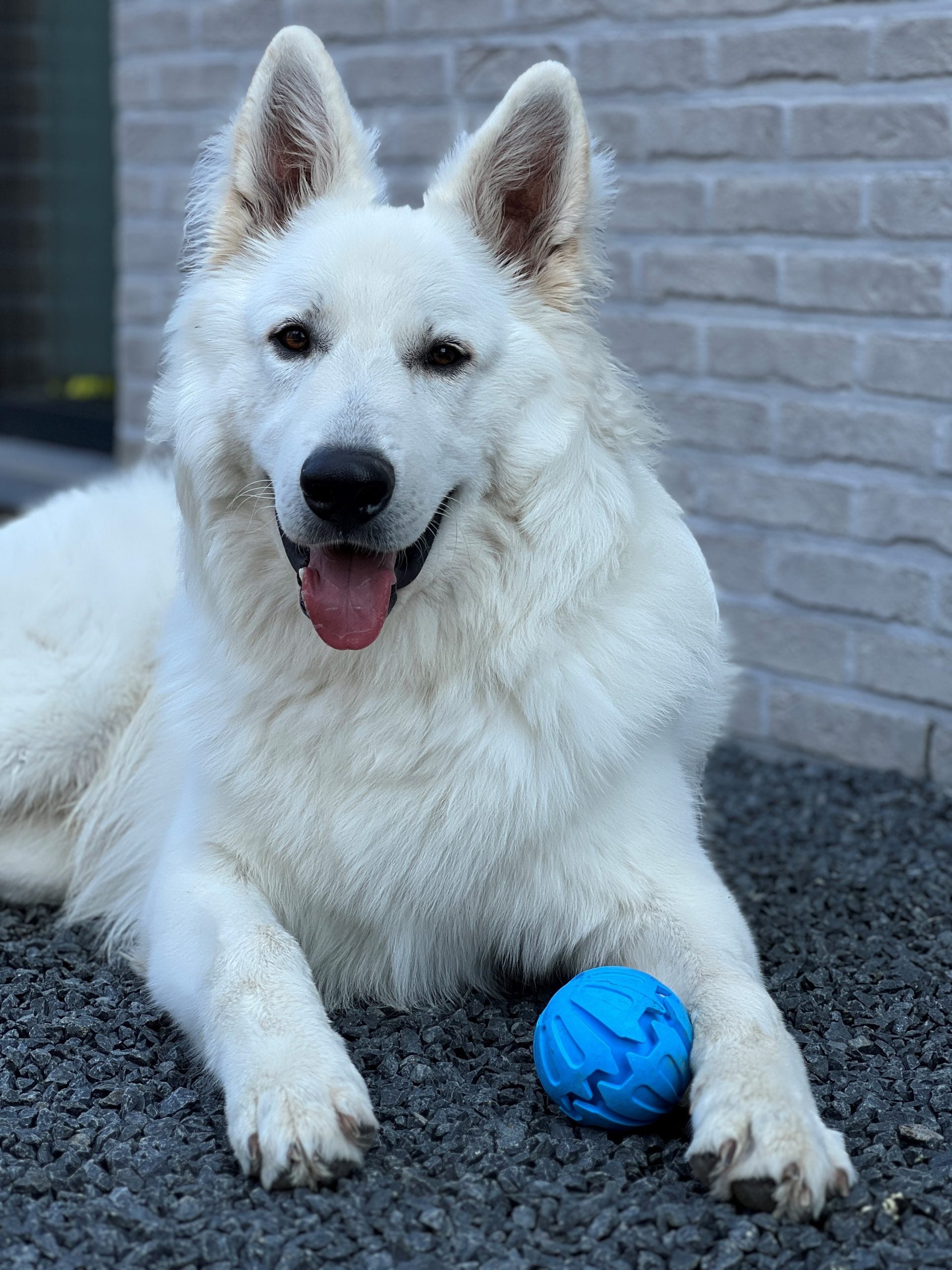 JV PLAYSCENT Bal Bacon-Ø8cm