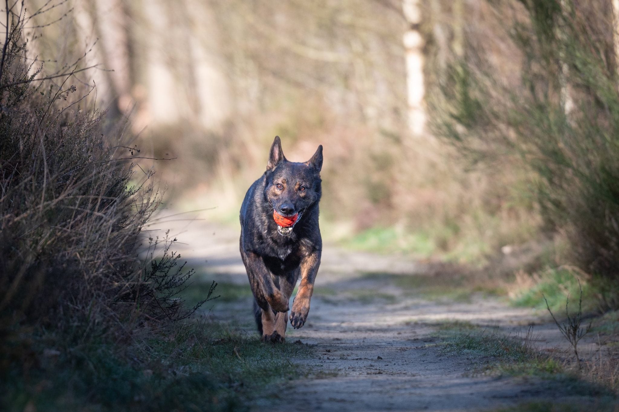 JV PLAYSCENT Bal Runds-Ø8cm