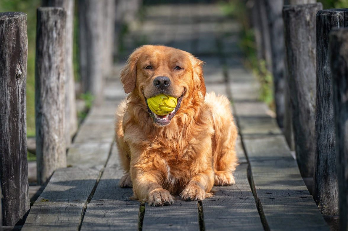 JV PLAYSCENT Bal Kip-Ø8cm