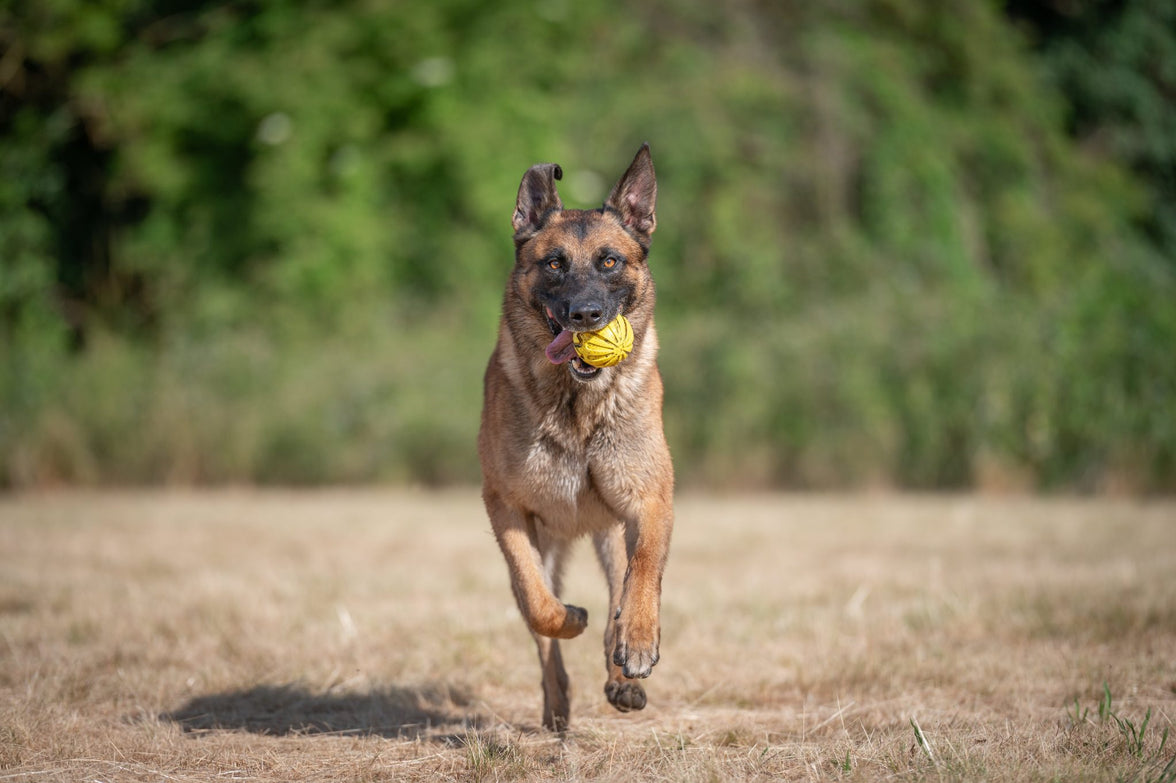 JV PLAYSCENT Bal Kip-Ø8cm