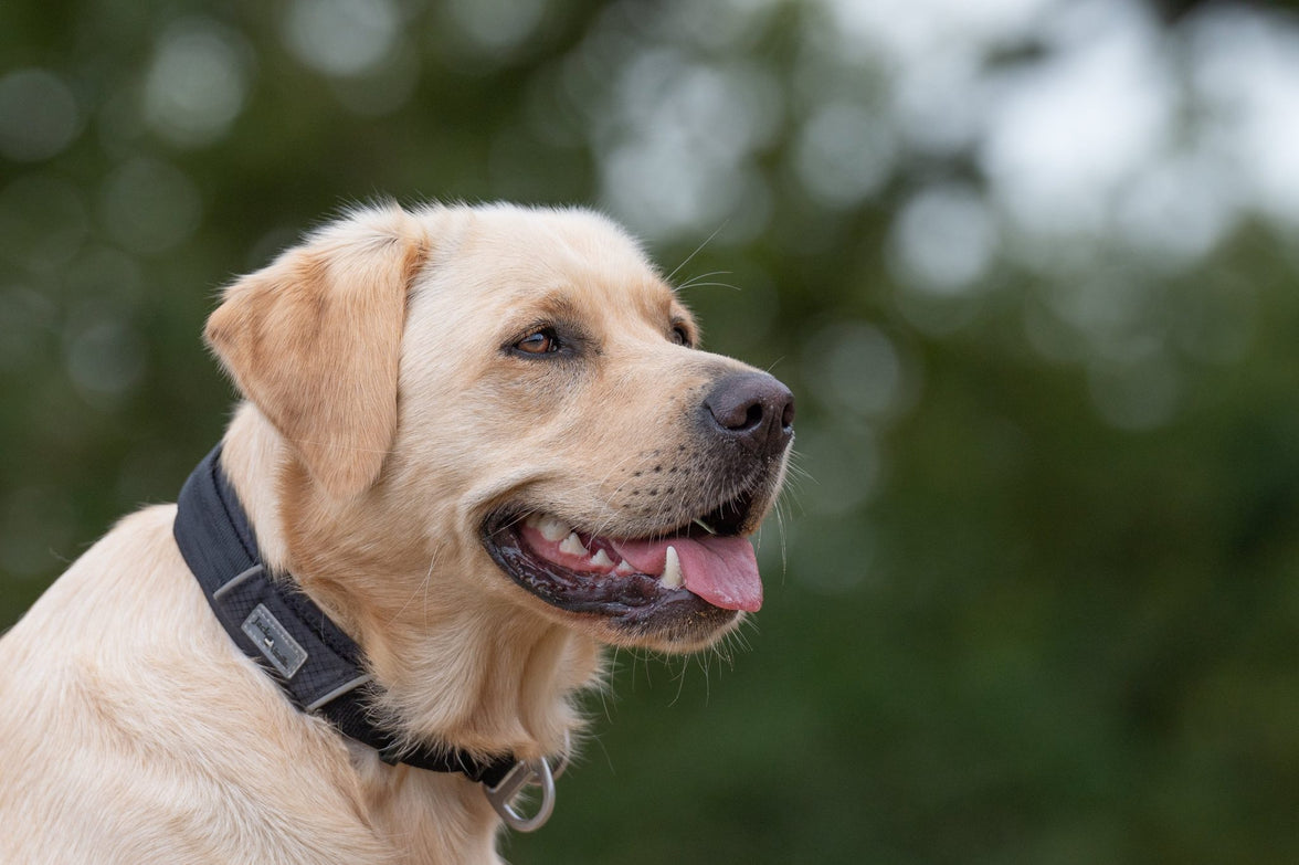 JV EXPEDITION Halsband Zwart