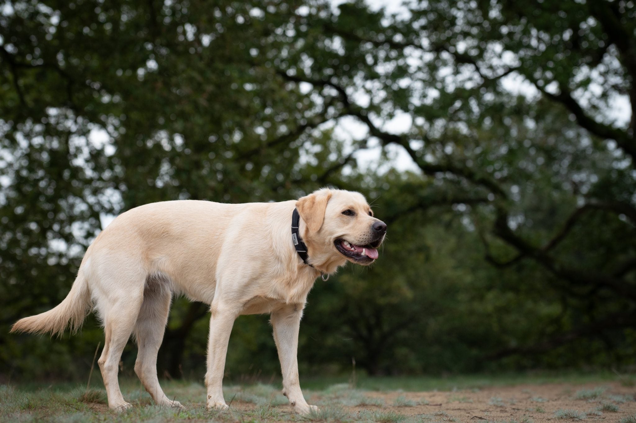 JV EXPEDITION Halsband Zwart