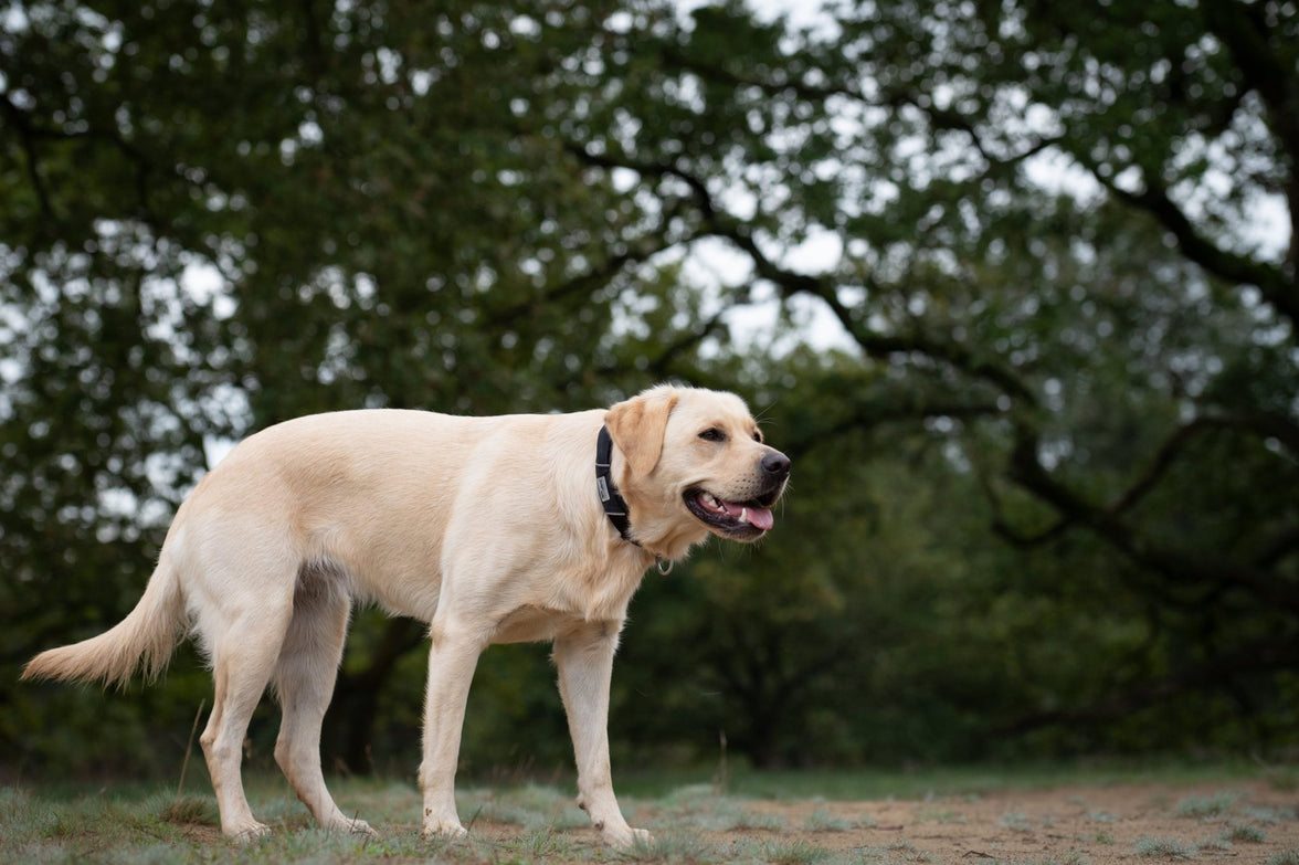 JV EXPEDITION Halsband Zwart