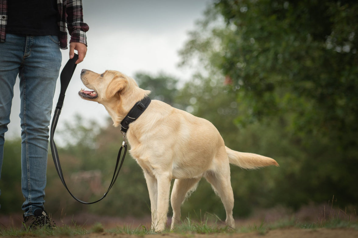 JV EXPEDITION Halsband Zwart