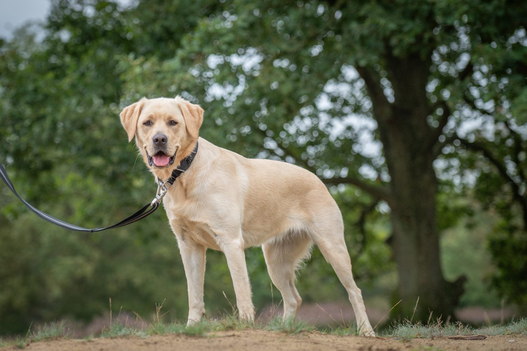 JV EXPEDITION Halsband Zwart