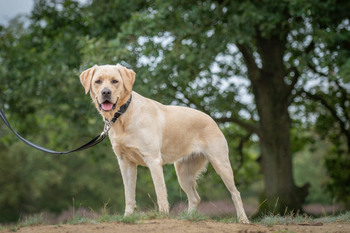 JV EXPEDITION Halsband Zwart