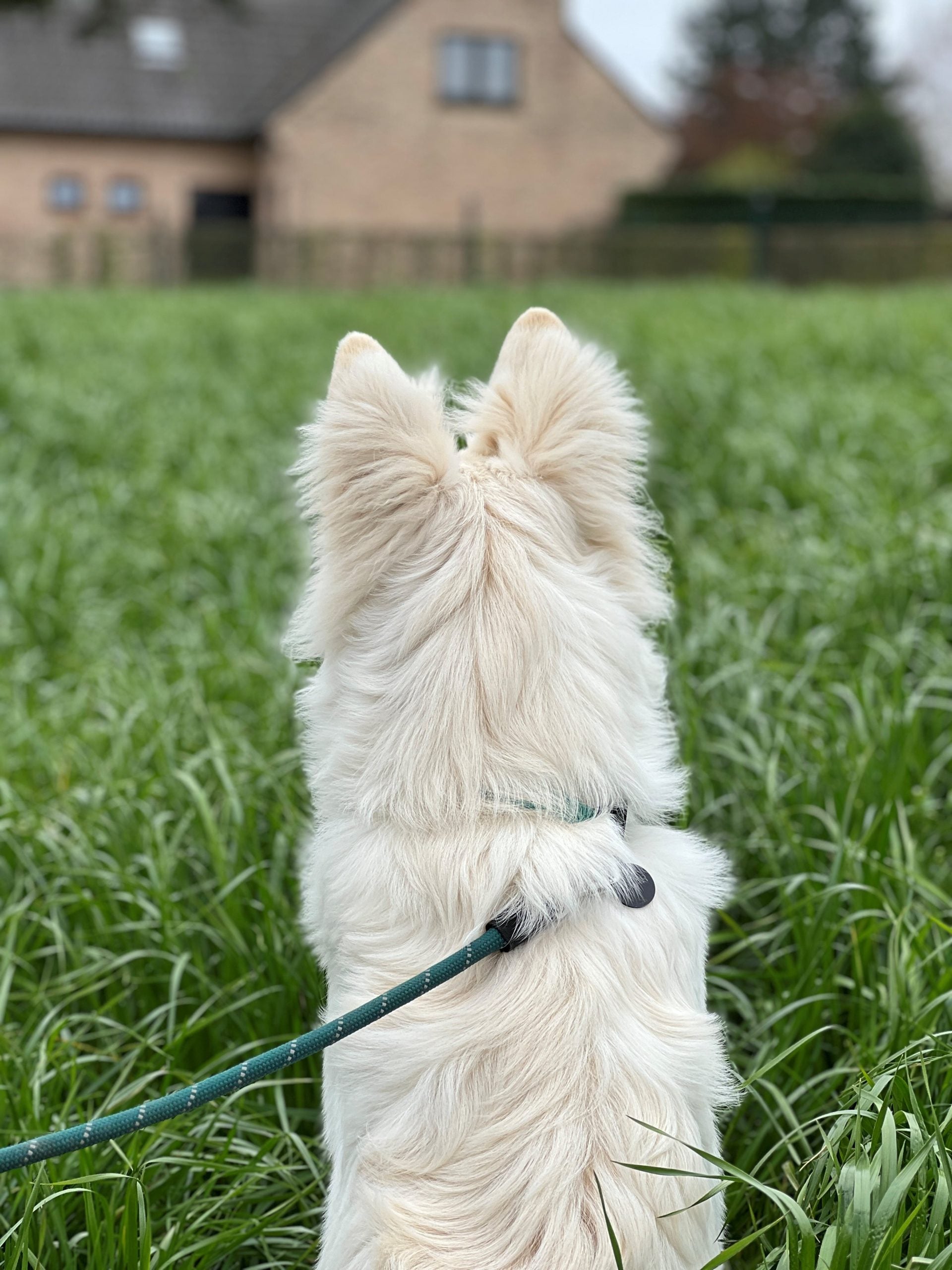 JV EXPEDITION Halsband Blauw