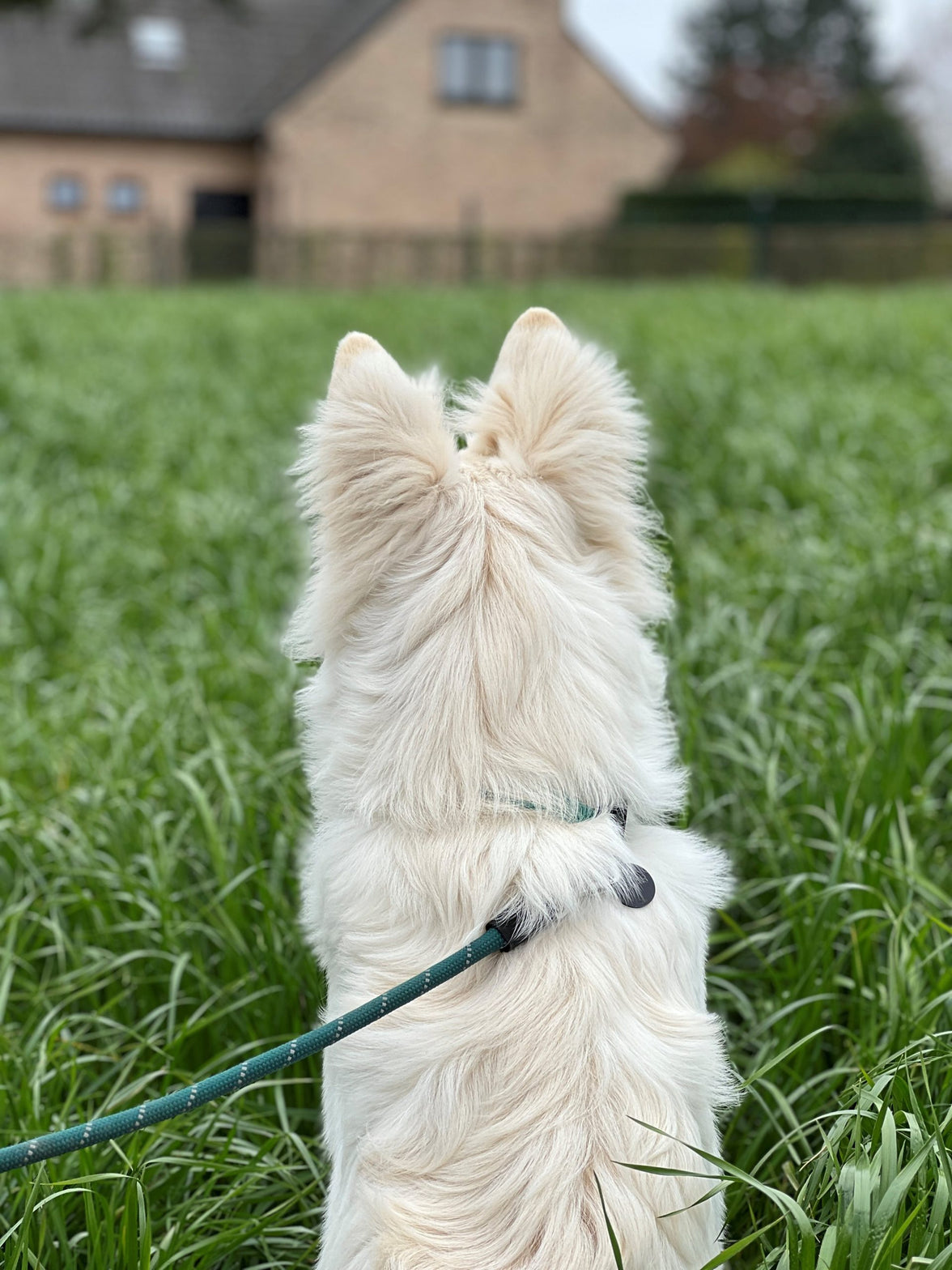 JV EXPEDITION Halsband Blauw