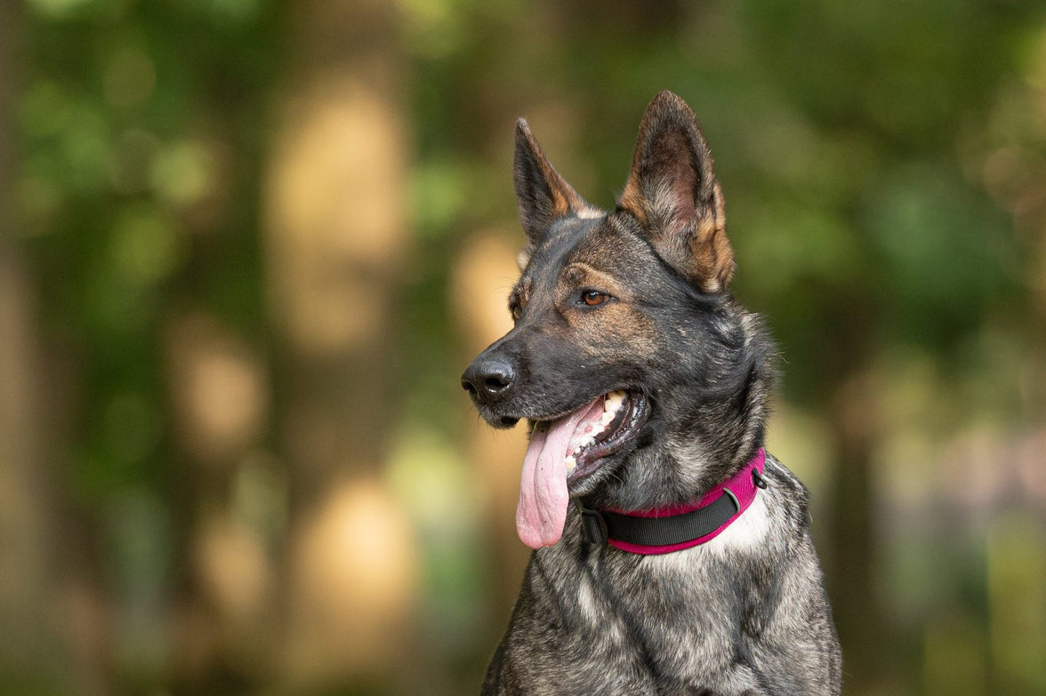 JV EXPEDITION Halsband Fuchsia