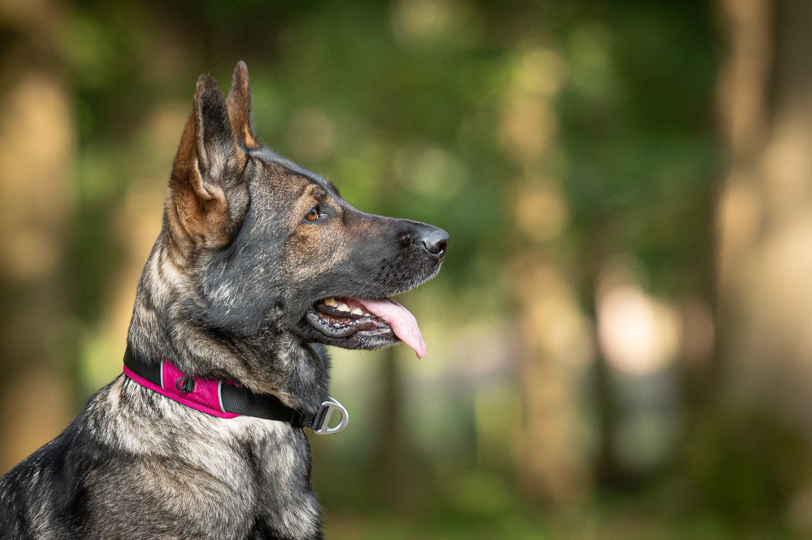 JV EXPEDITION Halsband Fuchsia