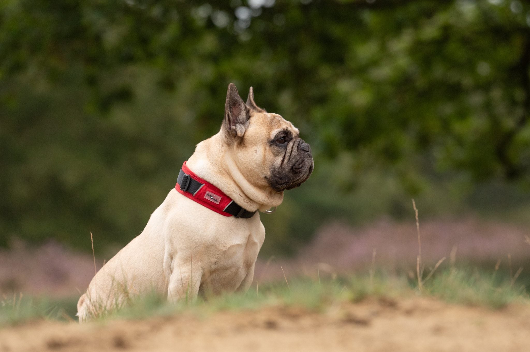 JV EXPEDITION Halsband Rood