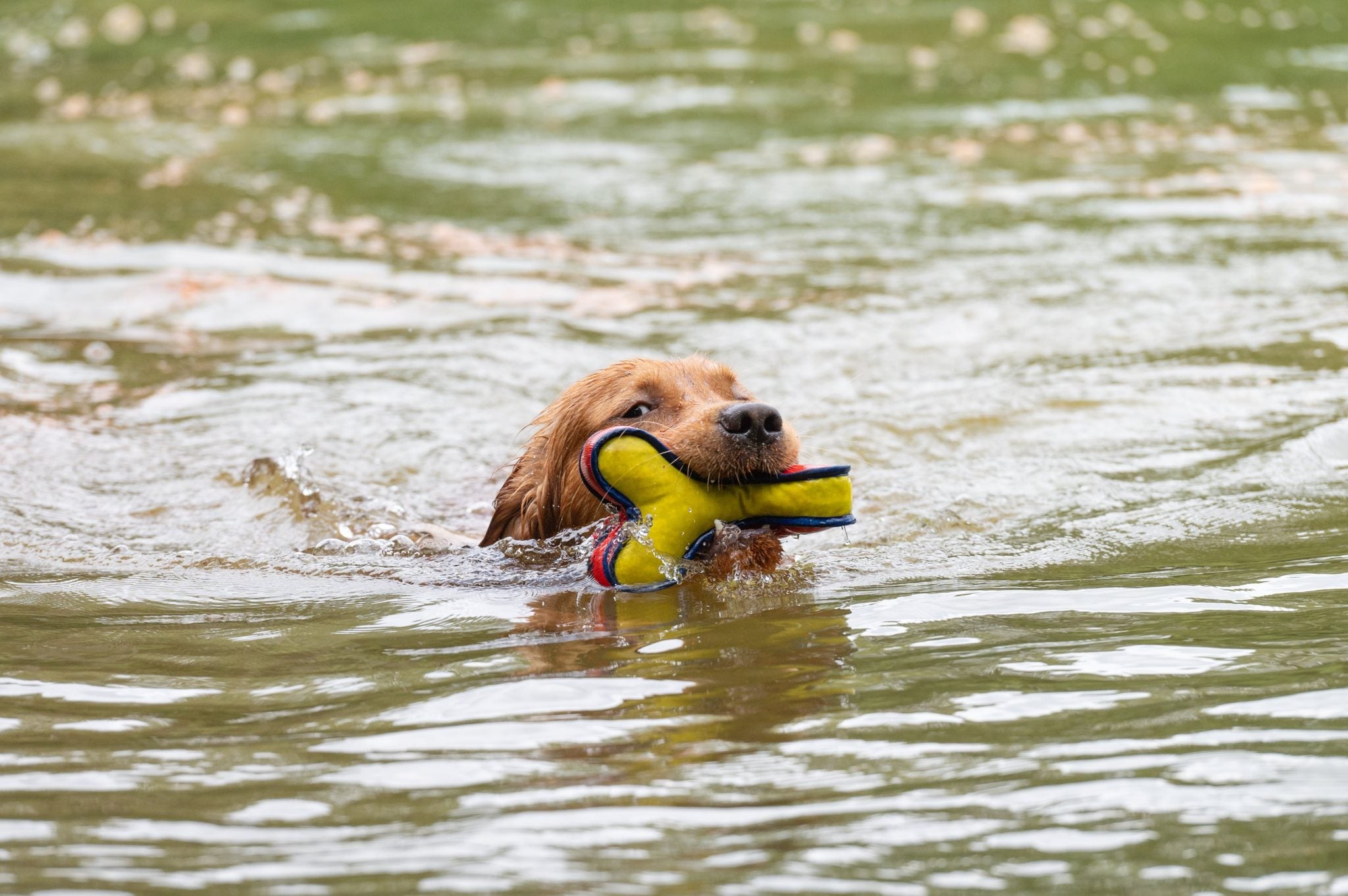 REX Drijvend Speelgoed Rood/Geel-21cm
