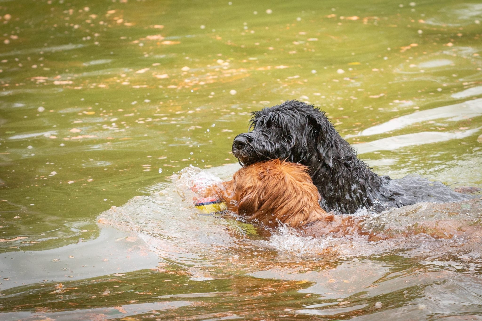 REX Drijvend Speelgoed Rood/Geel-21cm