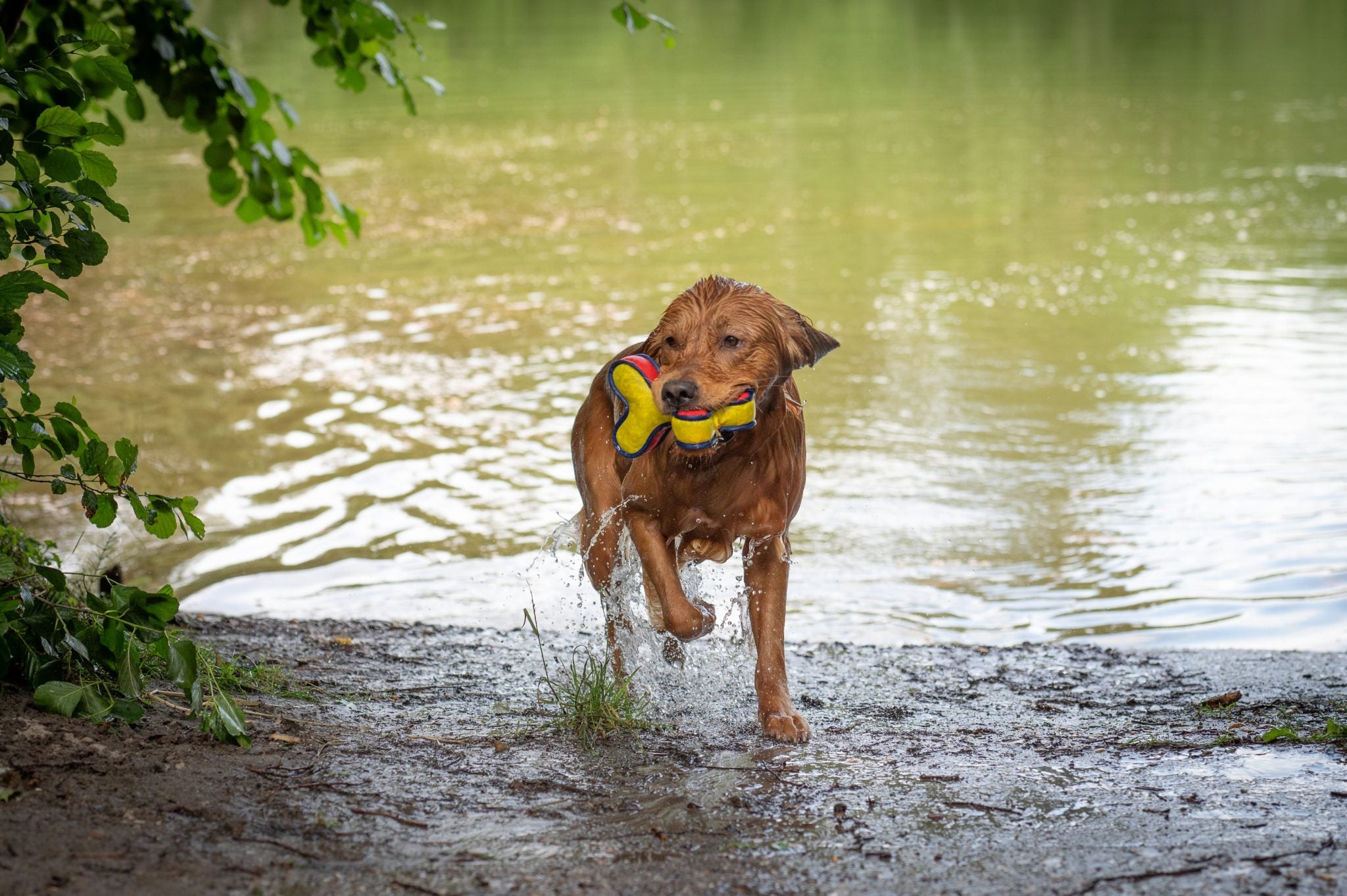 REX Drijvend Speelgoed Rood/Geel-21cm