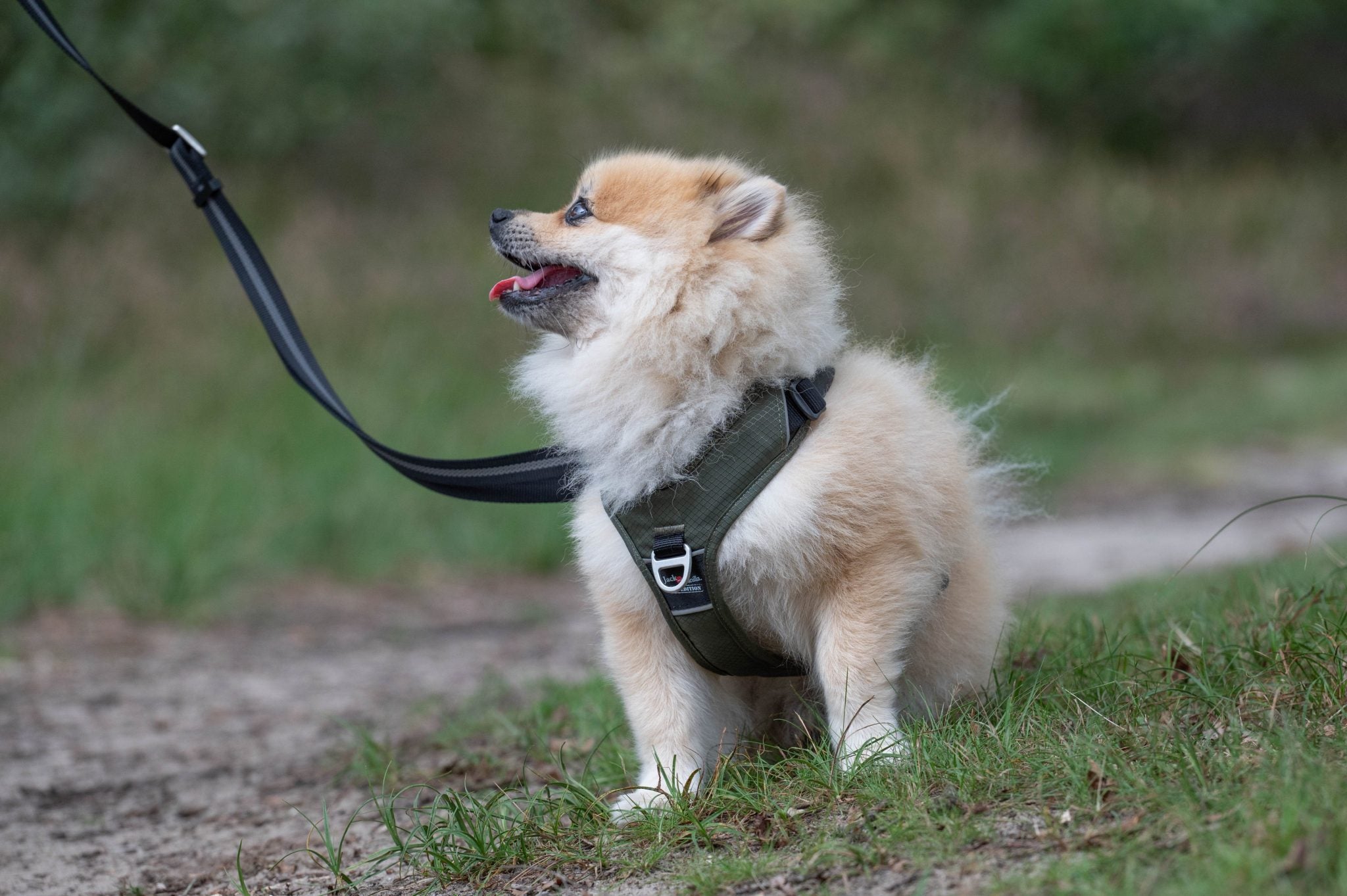 JV EXPEDITION Verstelbare Leiband Zwart