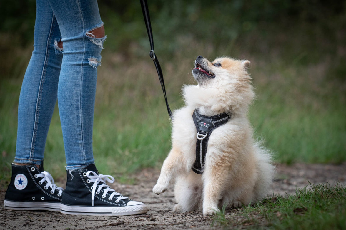 JV EXPEDITION Verstelbare Leiband Zwart